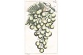 Vinný hrozen, Wilhelm, kolor. mědiryt, 1817