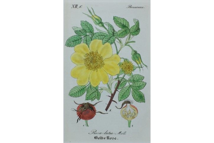 Růže Žlutá, kolor mědiryt, 1880