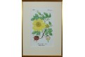Růže Žlutá, kolor mědiryt, 1880