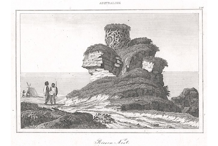 Australie obří  hnízdo,  Rienzi, oceloryt,1836