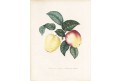 Jablka, litografie, (1860)