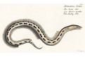 hadař velký, Bloch,  kolor. mědiryt, 1783