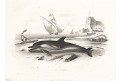 Delfín, kolor. litografie, 1844