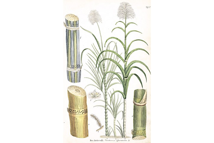 Cukrová třtina, Eichelberg, kolor.litografie, 1845