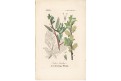 Vrba, kolor mědiryt, 1880