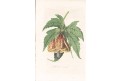 Mračnák žilnatý, kolor. litografie, (1840)