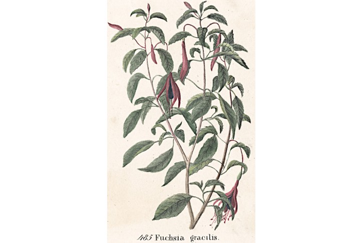 Fuchsie  Neue.., kolor. litografie , 1837