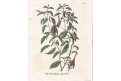 Fuchsie  Neue.., kolor. litografie , 1837