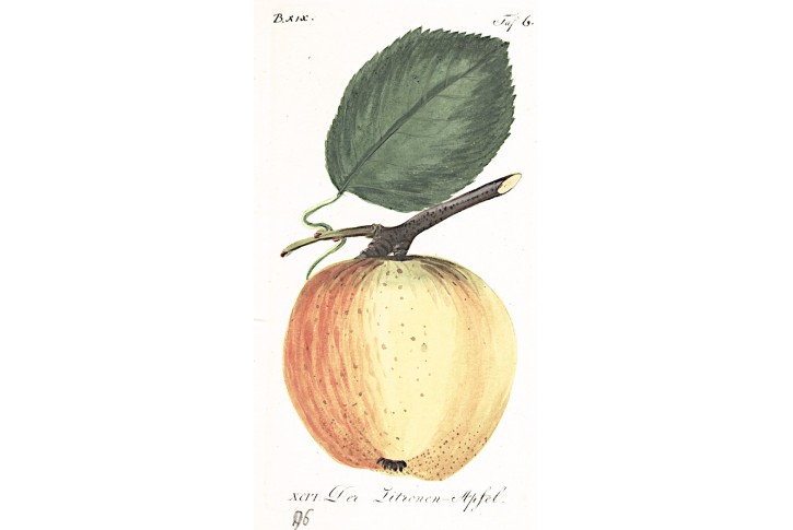 Jablko citronové., Sickler, kolor. mědiryt, 1794