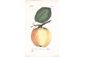 Jablko citronové., Sickler, kolor. mědiryt, 1794