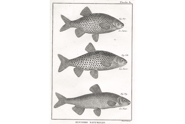 Ryby Kaprovití, Diderot,  mědiryt , 1788