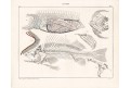 Kostry ryby, Oken,  litografie, 1841