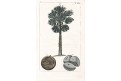 Lotnar palma, kolor. mědiryt, 1816