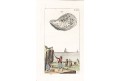 Ůstřice sběr ., kolor. mědiryt, 1816