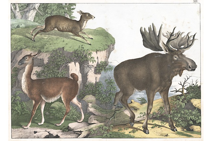 Los a Lama, kolor. litografie, 1860