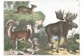 Los a Lama, kolor. litografie, 1860