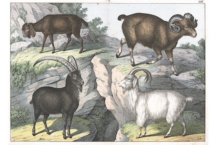 Kamzík koza, kolor. litografie, 1860