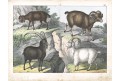 Kamzík koza, kolor. litografie, 1860