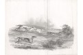 Hon na lišku, Garrard, mědiryt, 1810
