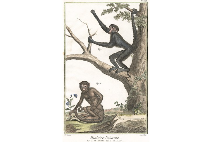 Opice , Diderot, kolor. mědiryt , 1790