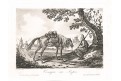 Kozák podle Verneta, akvatinta, (1820)