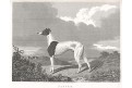 Pes Jasper,  Pittmann, mědiryt, 1818