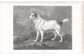 Pes Vixen,  mědiryt, (1820)