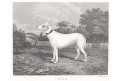 Pes Venom, Pittman, mědiryt, 1831