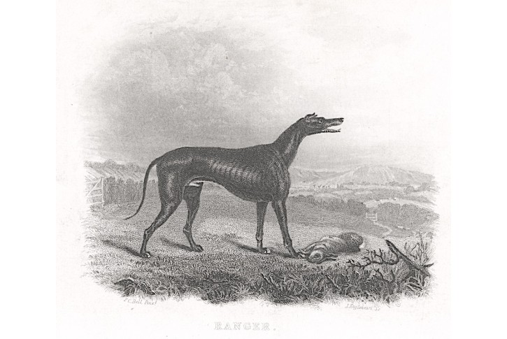 Pes Ranger, Pittman, mědiryt, (1845)
