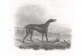 Pes Ranger, Pittman, mědiryt, 1831
