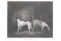 Pes Beppo a Jig, Pittman, mědiryt, 1818