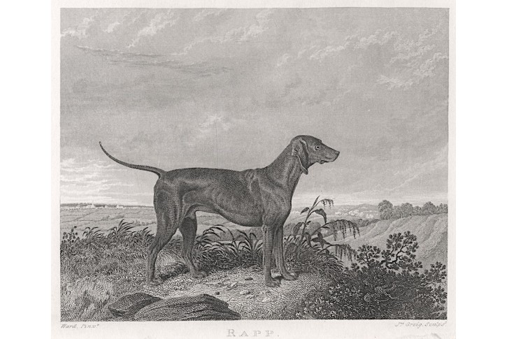 Pes Rapp, Pittman, mědiryt, 1831