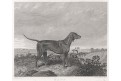 Pes Rapp, Pittman, mědiryt, (1845)