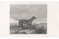 Pes Rapp, Pittman, mědiryt, (1845)