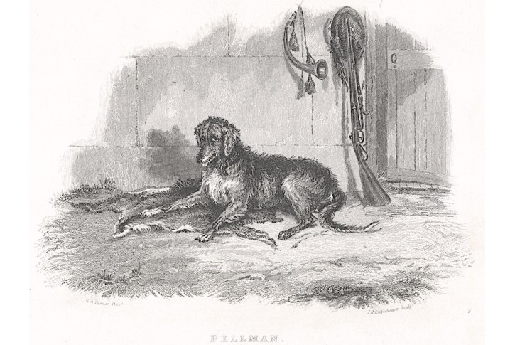 Pes Bellman, Pittman, mědiryt, (1830)