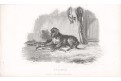 Pes Bellman, Pittman, mědiryt, (1830)