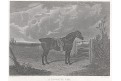 Kůň Favorite Cob, Pittman, oceloryt, 1837
