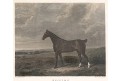 Kůň Squire, Pittman, kolor. oceloryt, 1833