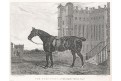 Kůň Turf Pony, Pittman, oceloryt, 1818