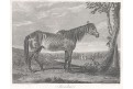 Kůň Mandane, oceloryt, 1826