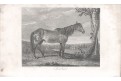 Kůň Mandane, oceloryt, 1826