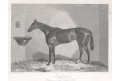 Kůň Andover, oceloryt, 1846