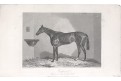 Kůň Andover, oceloryt, 1846