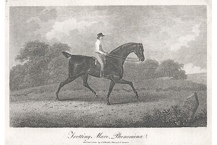 Kuň Phenomina, Wheble, mědiryt, 1802
