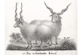 Ovce valašská, Neue Bilderg. , litografie , 1837