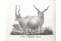 Ovce valašská, Neue Bilderg. , litografie , 1837