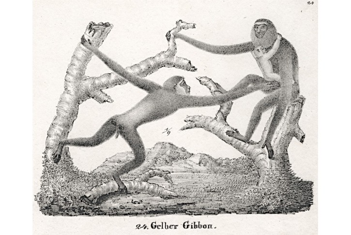 Gibbon žlutý, Neue.., litografie , 1837