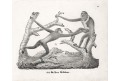 Gibbon žlutý, Neue.., litografie , 1837