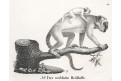 Vřešťan samice, Neue.., litografie , 1837
