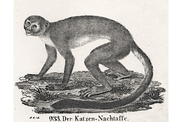 Kočkodan III.,  Neue.., litografie , 1837
